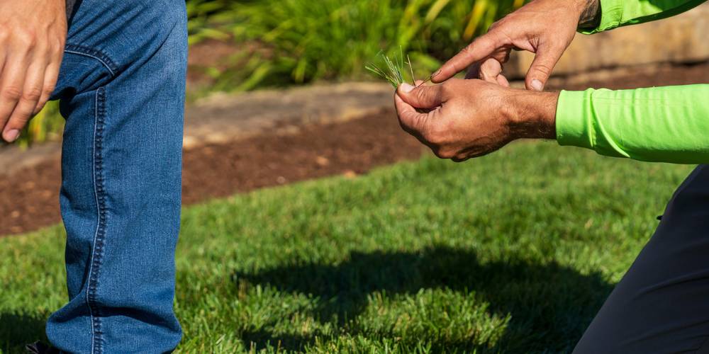 Lawn technician inspects grass with homeowner