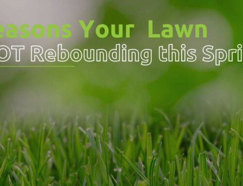 5 Reasons Your Lawn is Not Rebounding This Spring