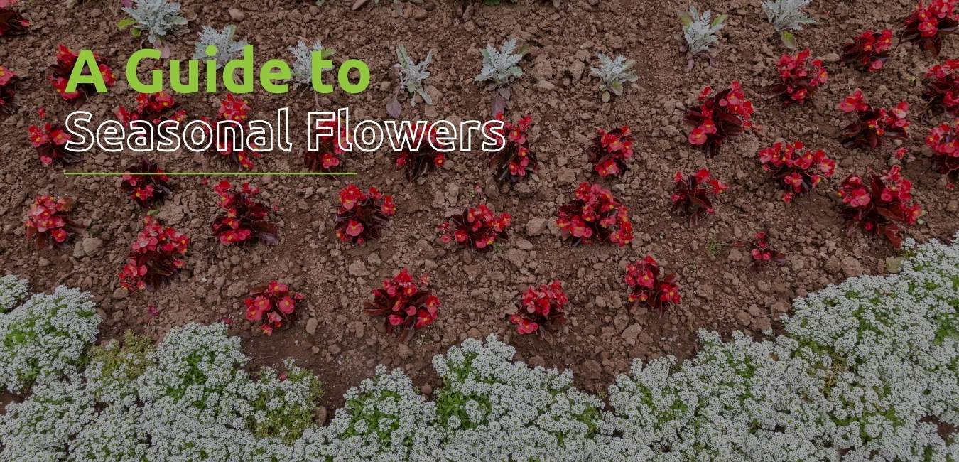 What Flowers Are In Season? A Seasonal Flower Guide