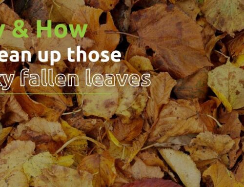 Why and How to Clean Up those Pesky Fallen Leaves and Prepare your Lawn for Winter