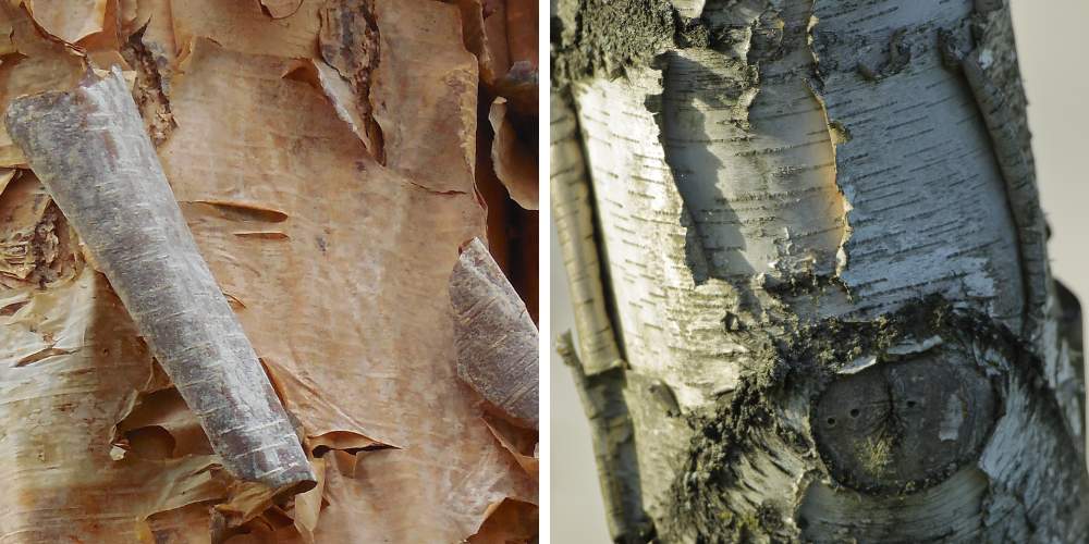 paper bark birch tree trunk