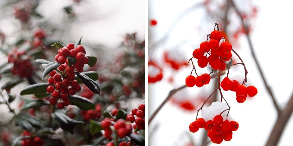 berries on branches in winter