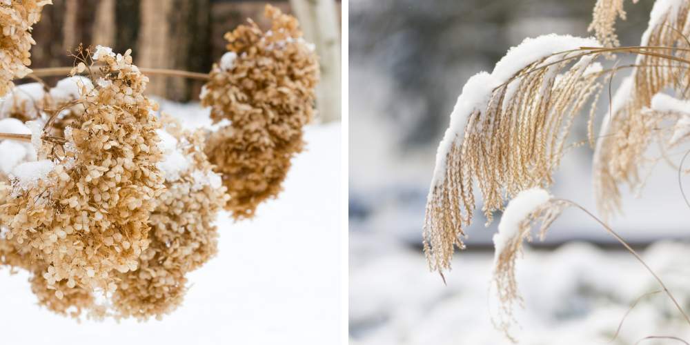 ornamental grasses and hydrangea in winter