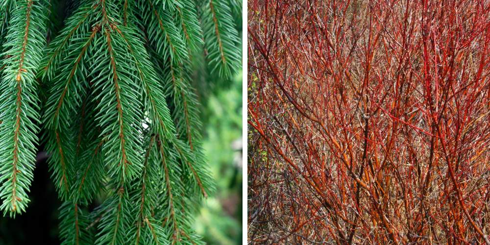 evergreen tree and red twig dogwood