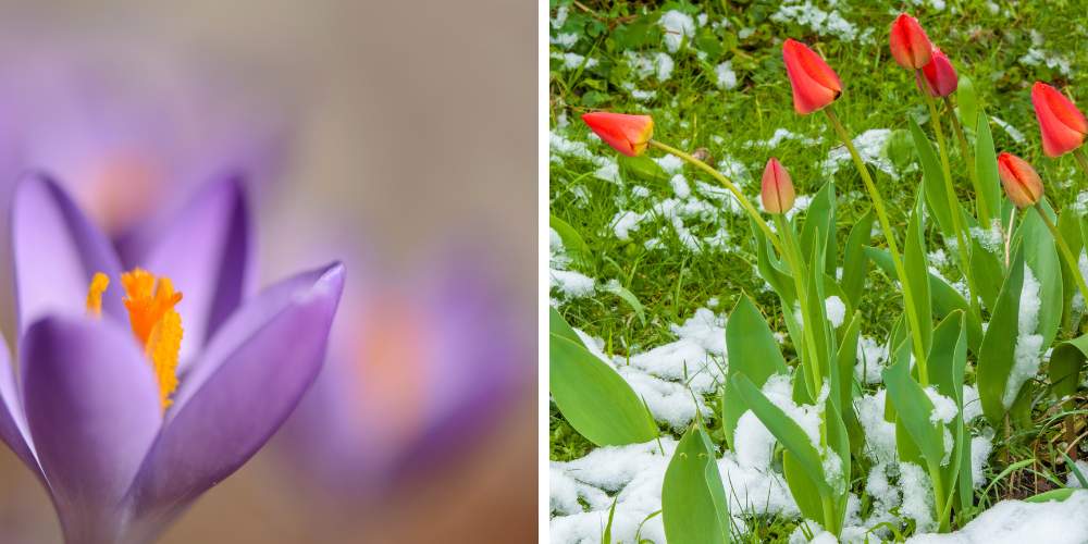 crocus and tulips