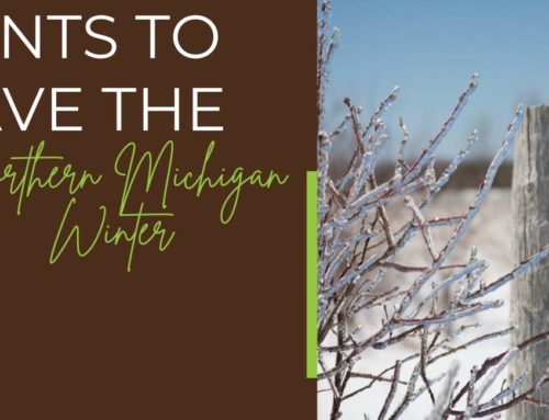 Plants to Brave the Northern Michigan Winter