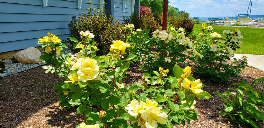 Roses on the shore of West Bay in Traverse City Michigan