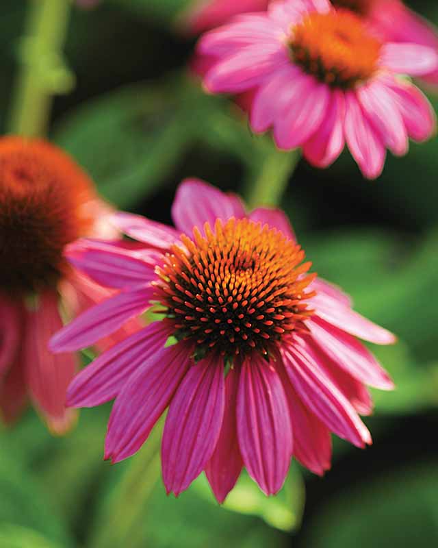 Great Flowers To Plant In Northern Michigan This Summer Perennials Trunorth Landscaping