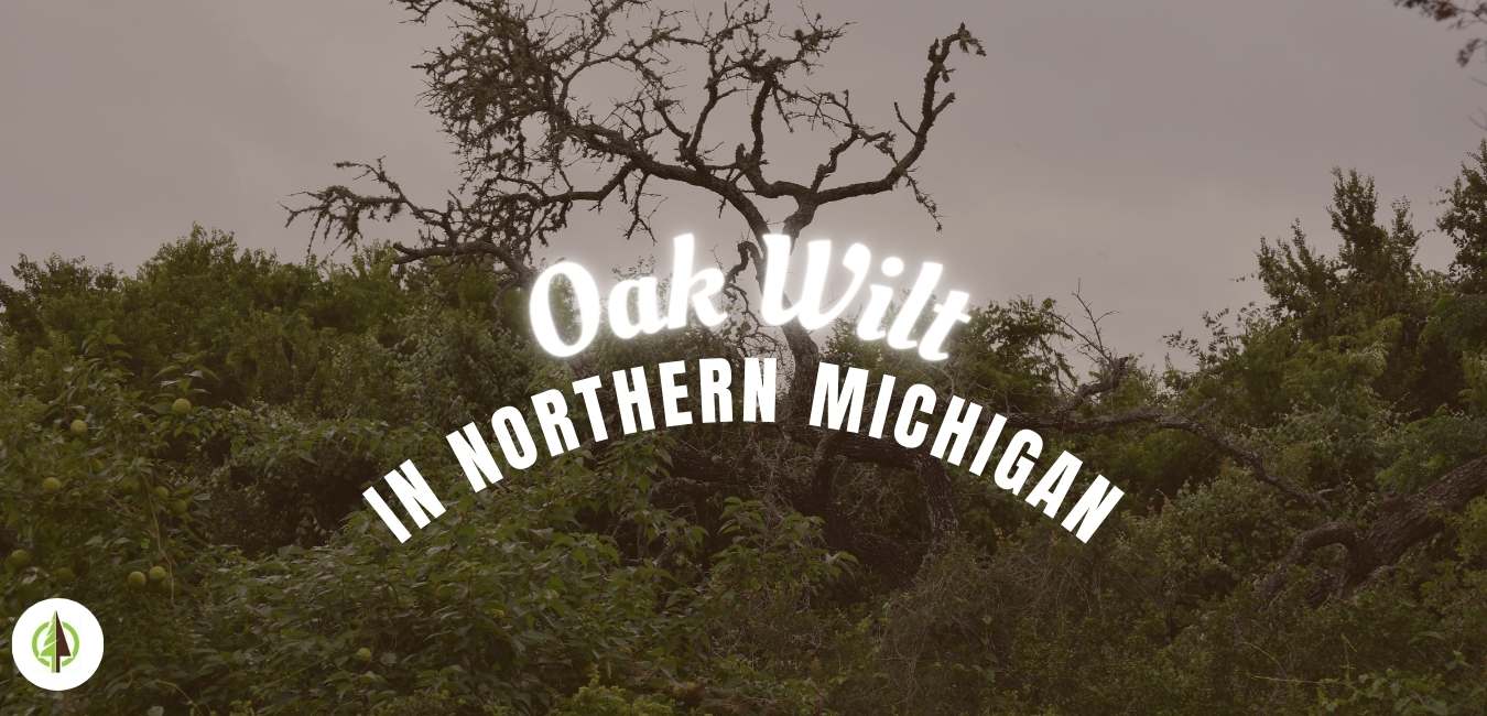 oak wilt in northern michigan