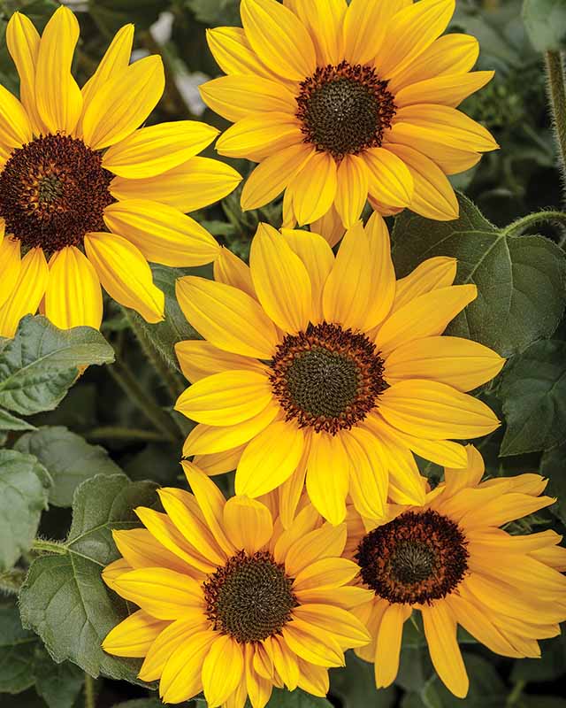 Great Flowers To Plant In Northern Michigan This Summer Perennials Trunorth Landscaping