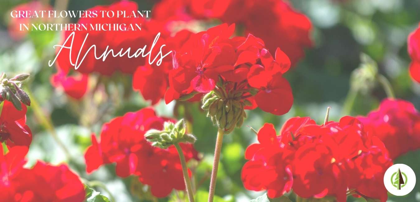 great flowers to plant annuals