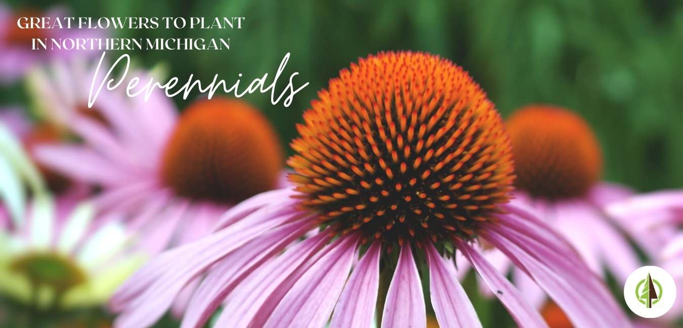 flowers to plant perennials
