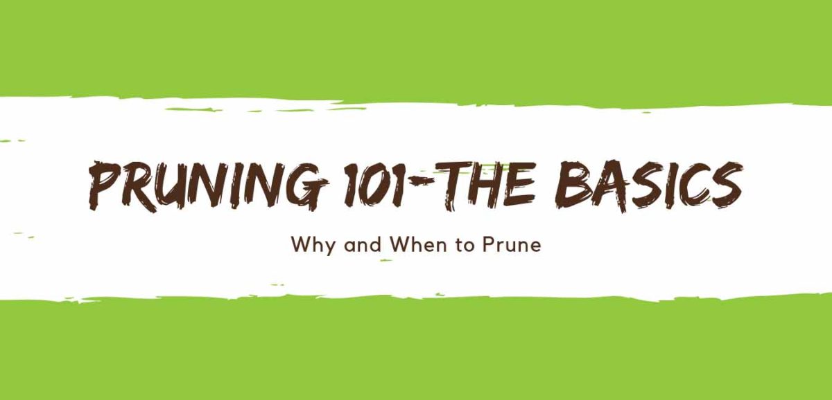 Pruning 101: The Basics-Why And When? - TruNorth Landscaping