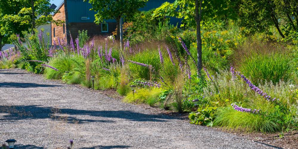 native plants along walkway