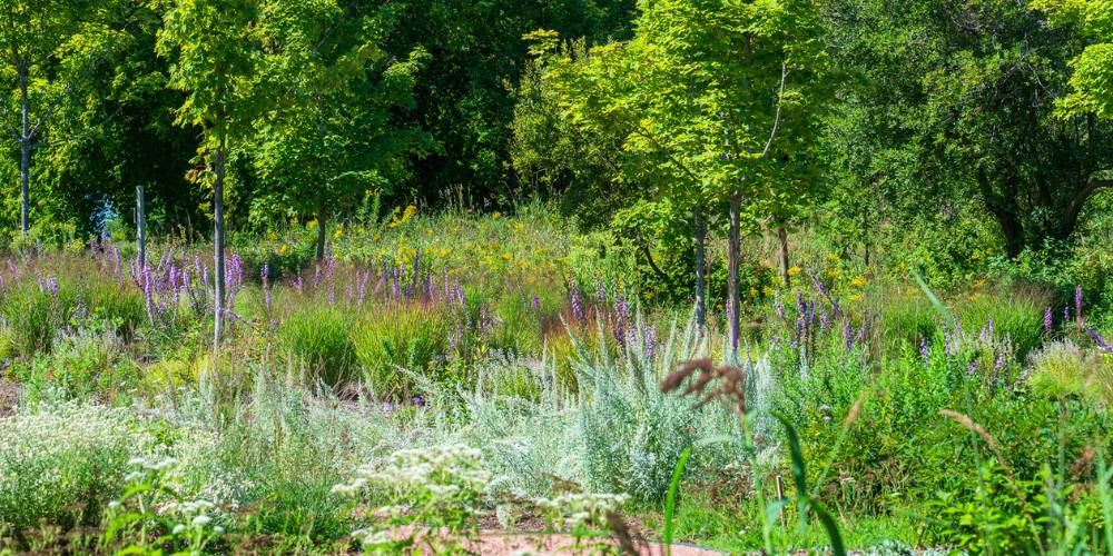 native plantings for pollinator garden