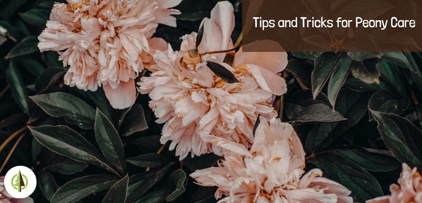 tips and tricks for peony care