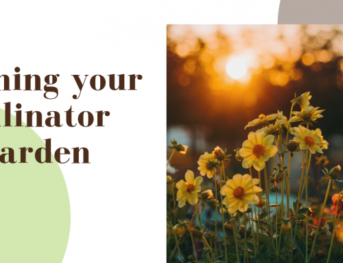 Planning your Pollinator Garden