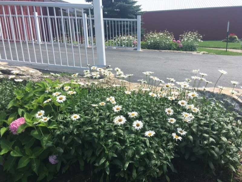 Daisies After Prunning