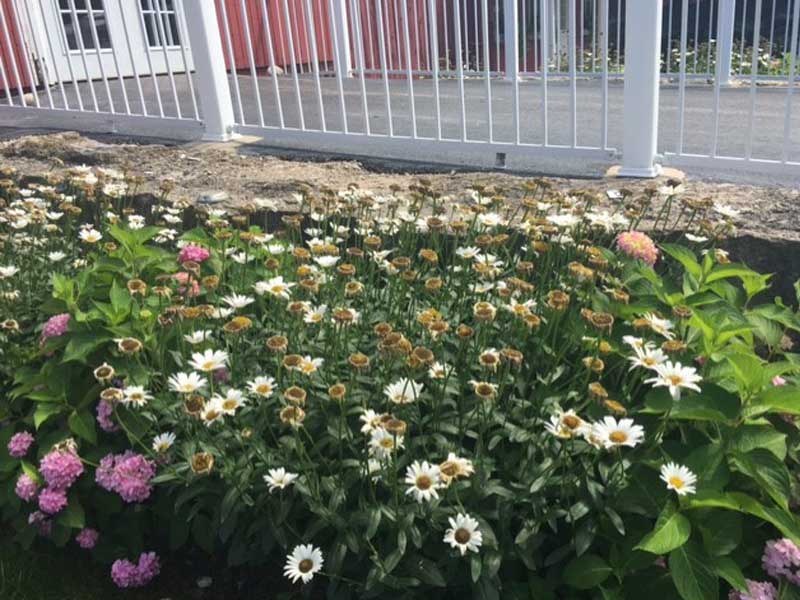 Daisies Before Prunning