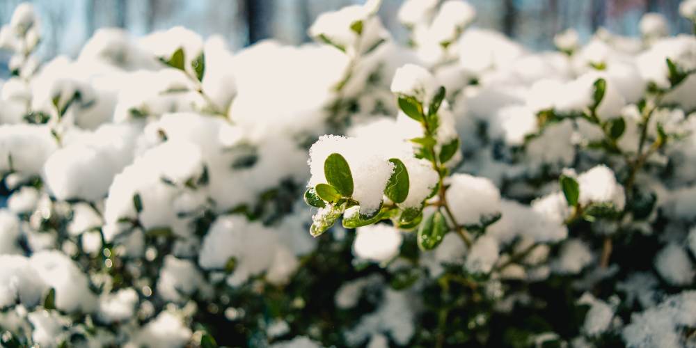 bush with heavy snow on branches