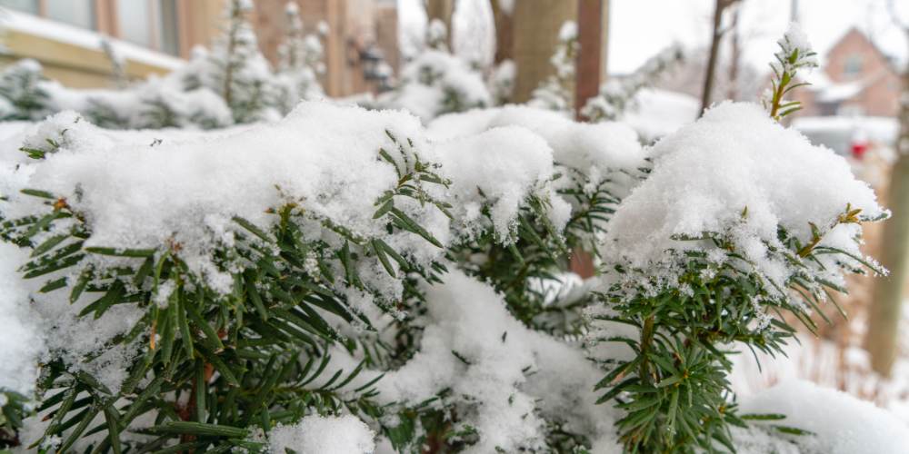 planting with snow on branches