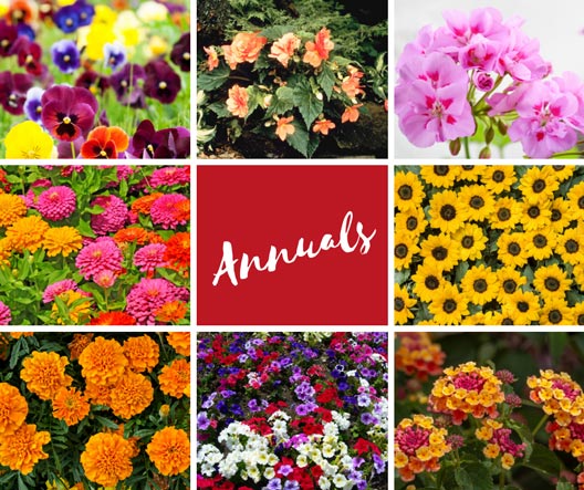 Annuals vs. Perennials - TruNorth Landscaping