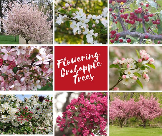 crabapple trees