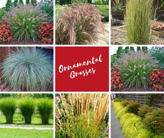 Plant Selection Tips: Ornamental Grasses - TruNorth Landscaping