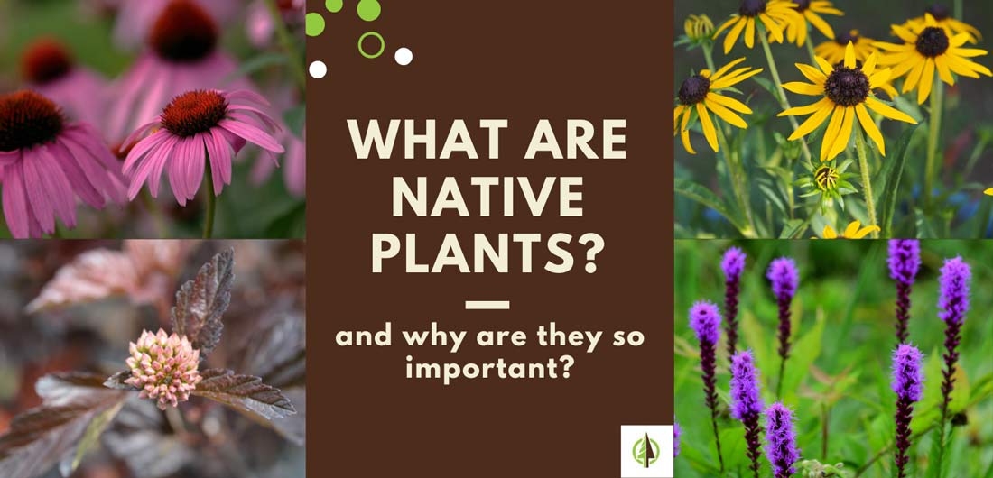 What are Native Plants? And why are they so important? - TruNorth ...