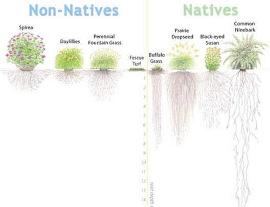 What Are Native Plants? And Why Are They So Important? - TruNorth ...