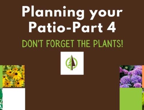 Planning Your Patio Part 4: Don’t forget about the plants