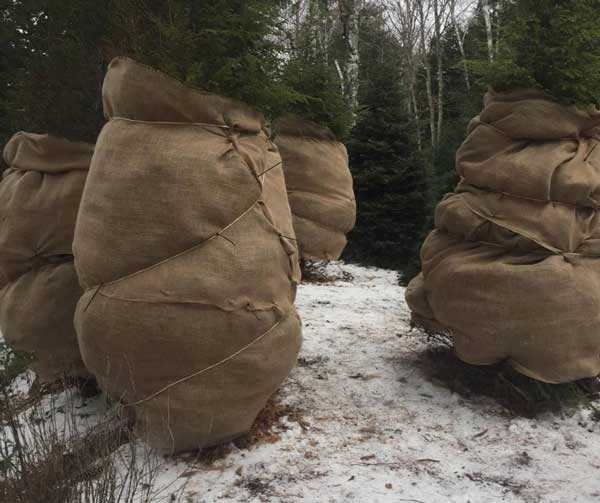 burlap trees for winter