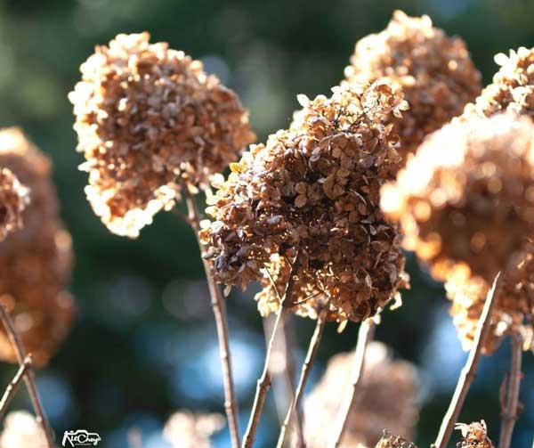 spent hydrangeas for winter interest