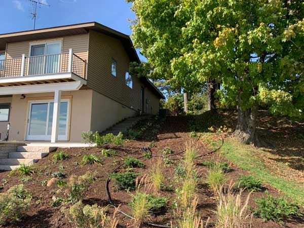 native plantings to stablize shoreline