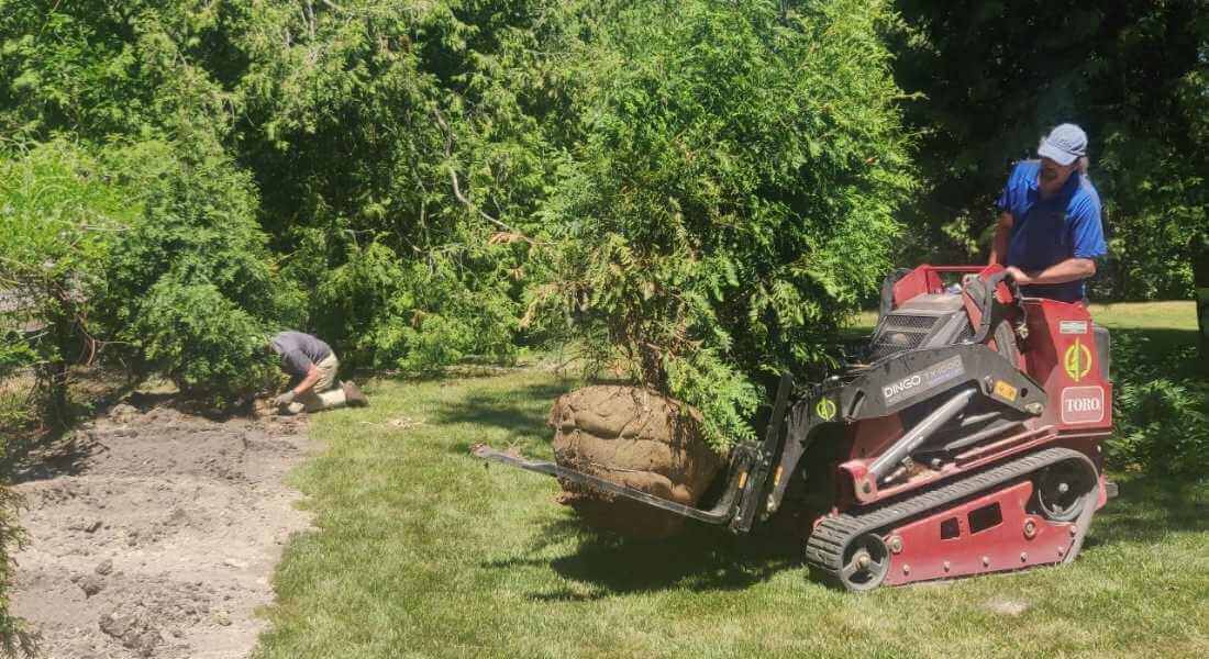landscape install expert uses stand on machine to install tree