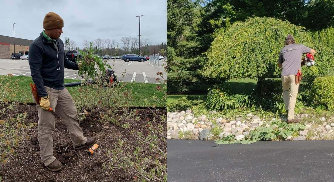 commercial landscape maintenance team pull weeds and trim tree