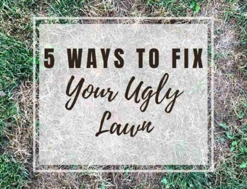 5 Ways to Fix Your Ugly Lawn