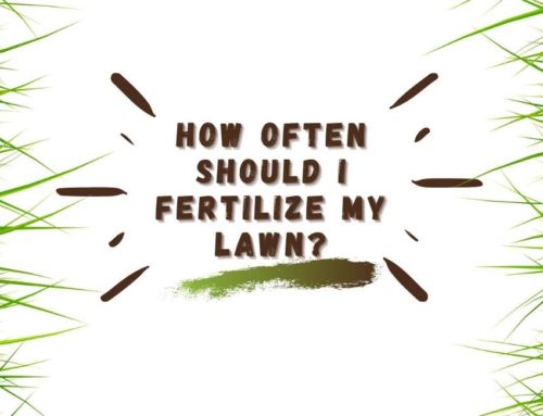 How Often Should I Fertilize My Lawn?