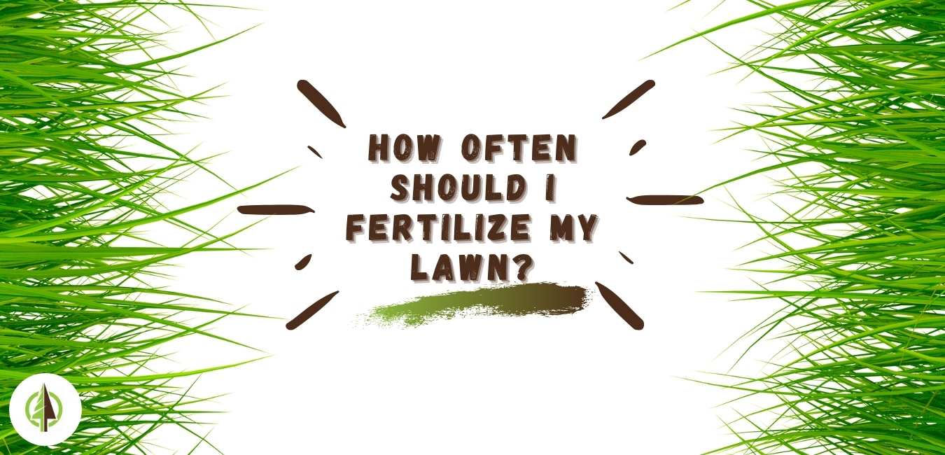 How often should I fertilize my lawn