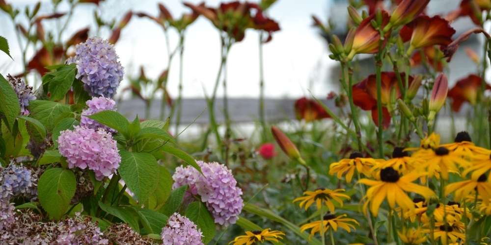 Hydrangea and Black Eyed Susan flowers in landscape bed