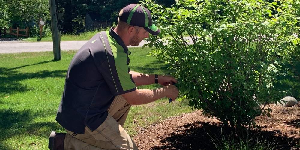 plant care expert trims bush