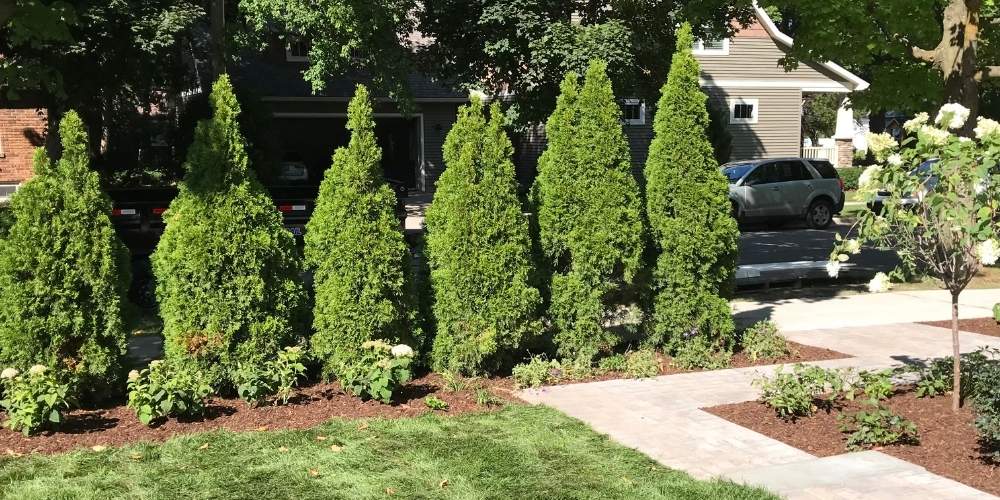 arborvitae with flowers planted lining sidewalk in backyard