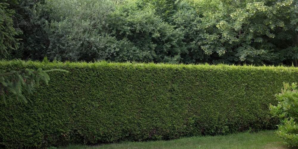 hedge of boxwood