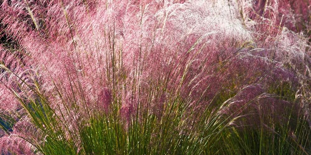 ornamental grasses