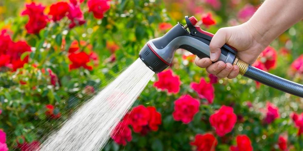person waters roses with soaker hose