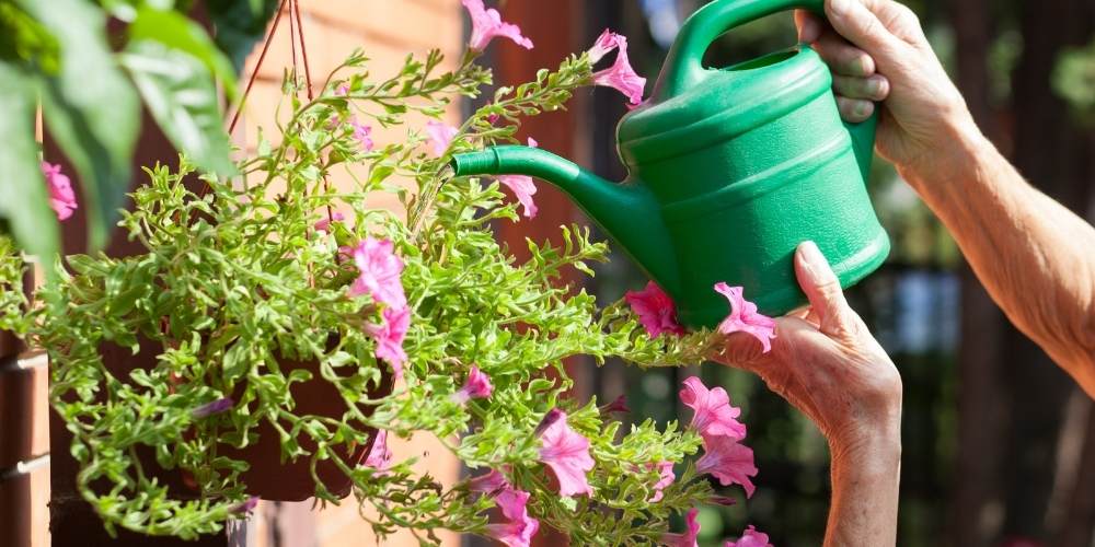 person waters hanging basket with watering can