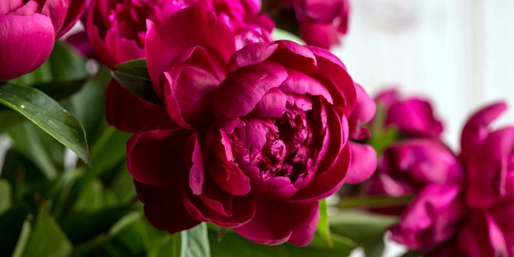 pink peony