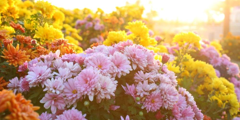 chrysanthemums