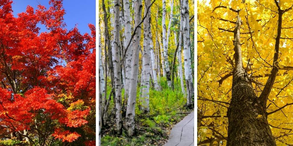 maple birch and gingko trees