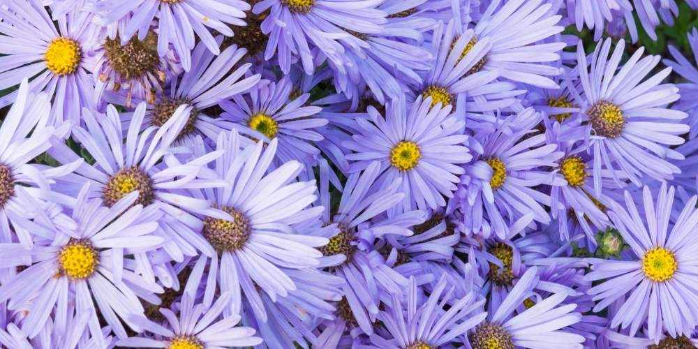 purple aster